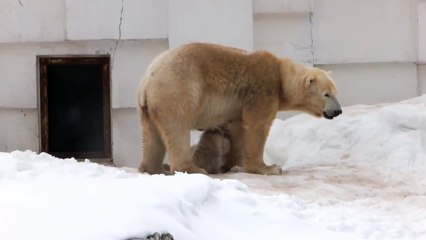 円山動物園 ホッキョクグマの双子デビュー！