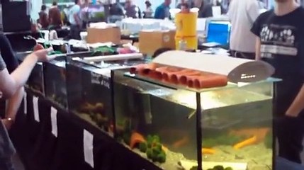 Aqua-Fisch ~ Messe Friedrichshafen 2013