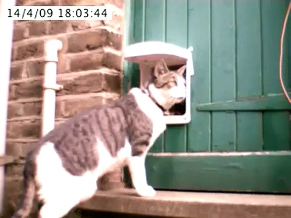cat flap action