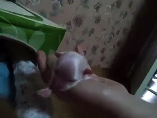 Puppy breast feeding 2