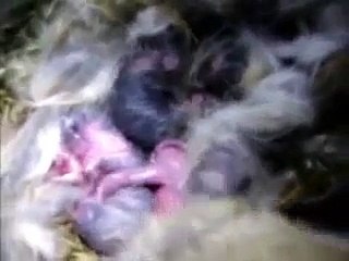 naissance en direct 12  lapins