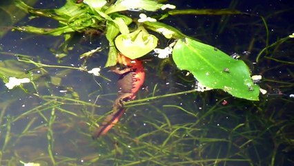 Japanese Fire Belly Newt Eats Water Plant アカハライモリが菜食？