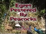 Egret pestered by peacocks