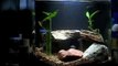 TANK UPDATE: Freshwater 4g Nano Tank Week 4 With Cute Baby Cichlids