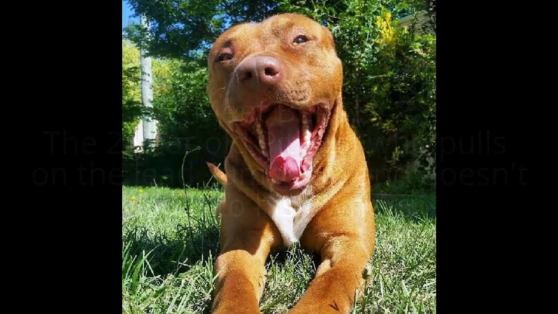 ⁣Dog Training Canberra - Pitbull dog training