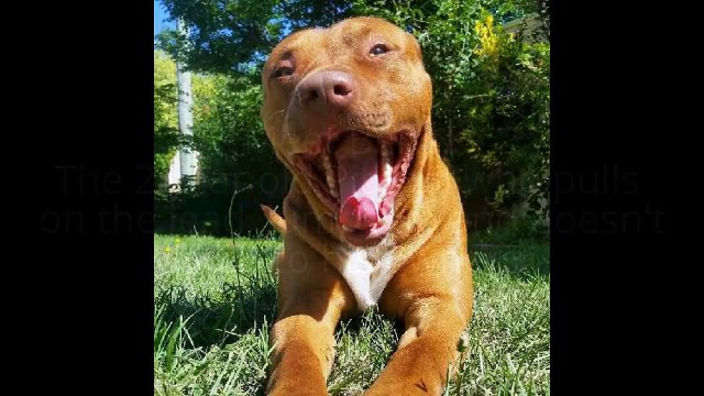 Dog Training Canberra - Pitbull dog training