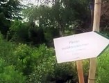 Provence Paysages Méditerranée - Création de jardin - Gazon en plaques - Palmiers - Oliviers