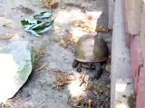 3-toed box turtles