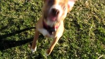 Brilla - Cute Blind pit bull puppy plays fetch! Blind Dog Plays Fetch!