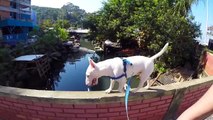 Bull Terrier Miniature (PSYCHO) 4 Years