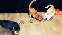 Yemeğini Paylaşmayan Cimri Kedi - Akıllı Kedi - Uyanık Kedicik