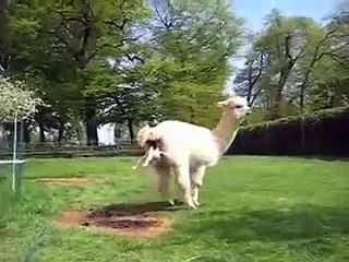 Alpaca Gives Birth Baby Animal Born Video