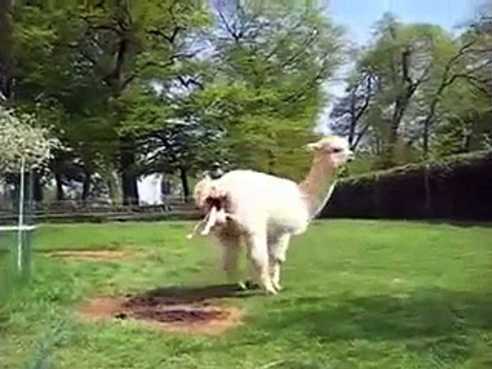 Alpaca Gives Birth Baby Animal Born Video