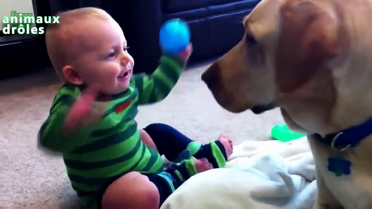 Chiens - chien drole - Chiens drôles Sourire - chien qui aboie - chien qui parle - chien m