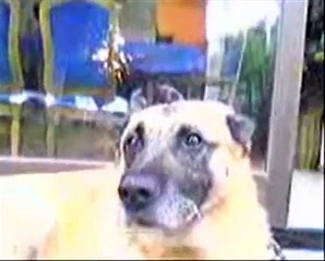 Dog Dancing Video....Cane che balla e parla