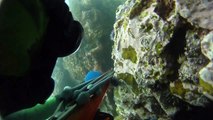 Spearfishing Triggerfish at Coranado Islands
