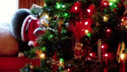 CAT JUMPING CHRISTMAS TREE