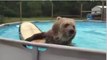 Bear Cooling Off In A Swimming Pool Is So Funny!
