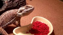 My Bearded Dragon eating pellets