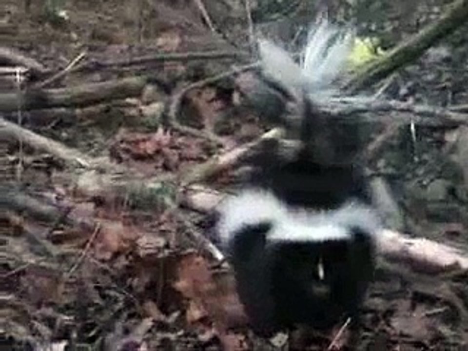 The Skunk and I