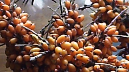 Облепиховое масло