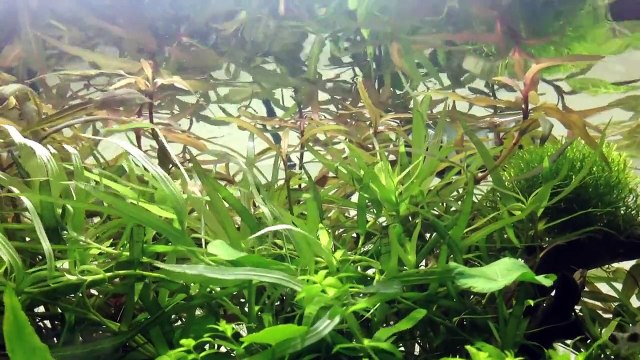 12 Gallon High Light Crystal Red Shrimp Tank Heavily Planted