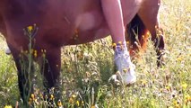 BIRTHDAY RAWS ! training the horses, jump and summer clips