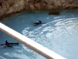 Pingüinos en el minizoo de la Magdalena (Santander, Cantabria)