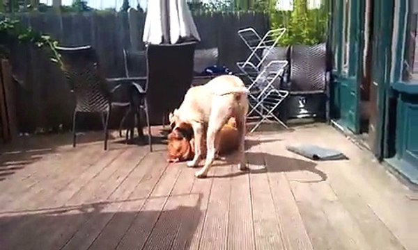 Dogue Shar Pei and English Mastiff