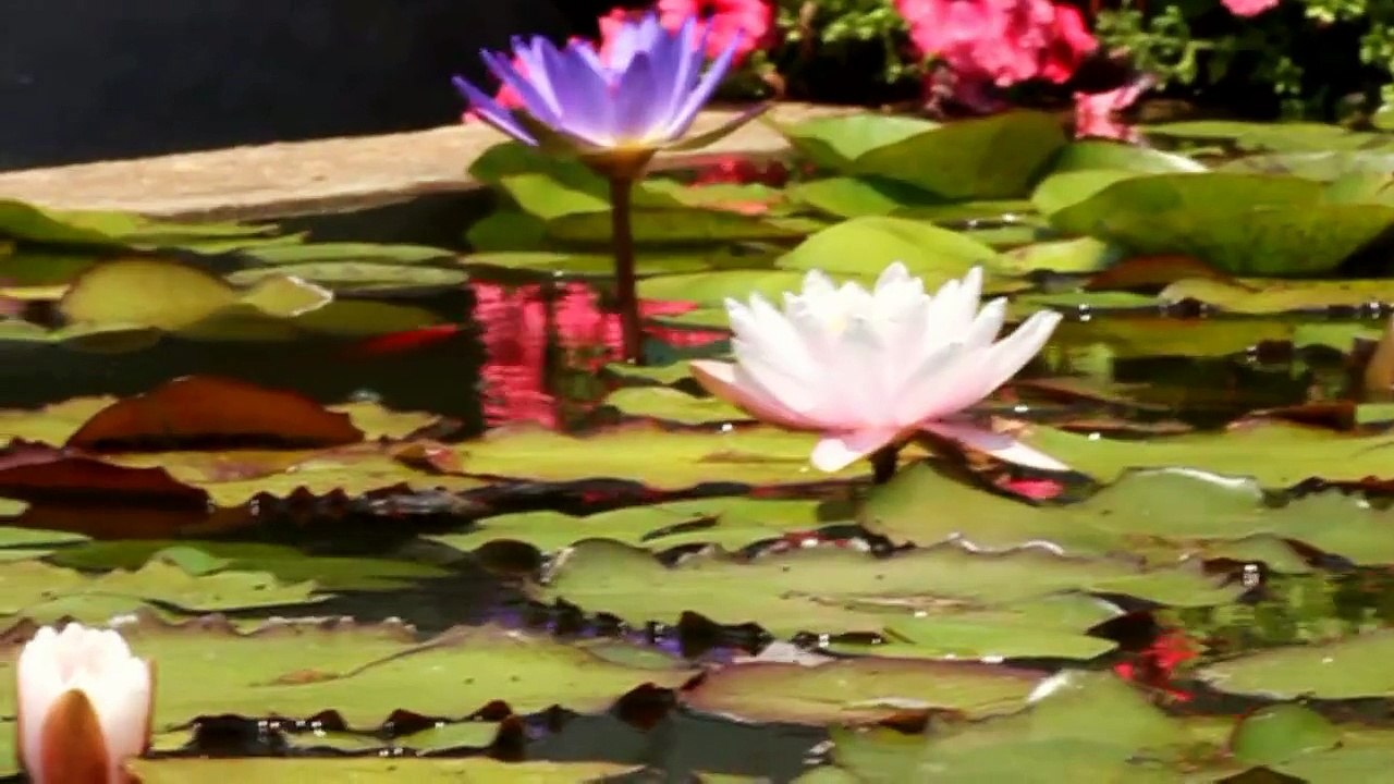 libellule farfalle api fiori - piante acquatiche - ninfee - l'angolo del fiore - MONTESARDO.mp4