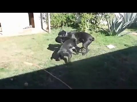 Cane Corso Italian Mastiff