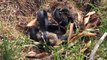 Mommy Rabbit Fights With Snake To Save The Bunnies