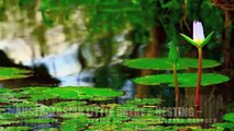 AUSTRALASIAN LITTLE GREBE  ☜❤☞ NESTING