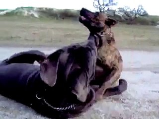 Pelea de Perros, Aquiles y Tigre, Mastin Napolitano y Cimarron Uruguayo (I)