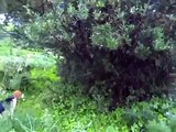 Caccia al coniglio- beagle hunt -rubbit running