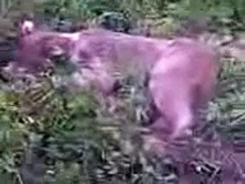 охота на медведя или самозащита!bear hunting or self-defense!