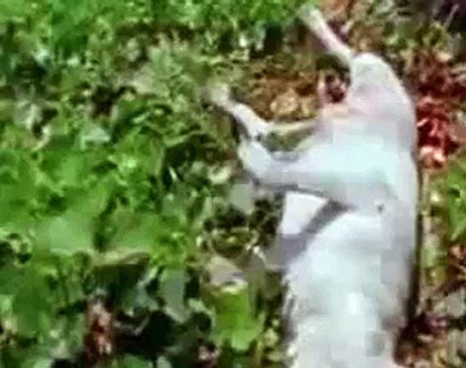 Documental: Maltrato animal 2/5