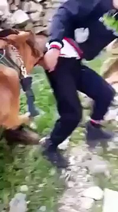 Israeli soldiers set dogs on Palestinian youth