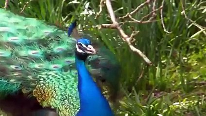 The worlds most Amazing Creature