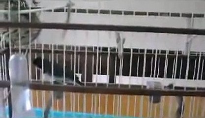 coleiro tui tui puro cantador