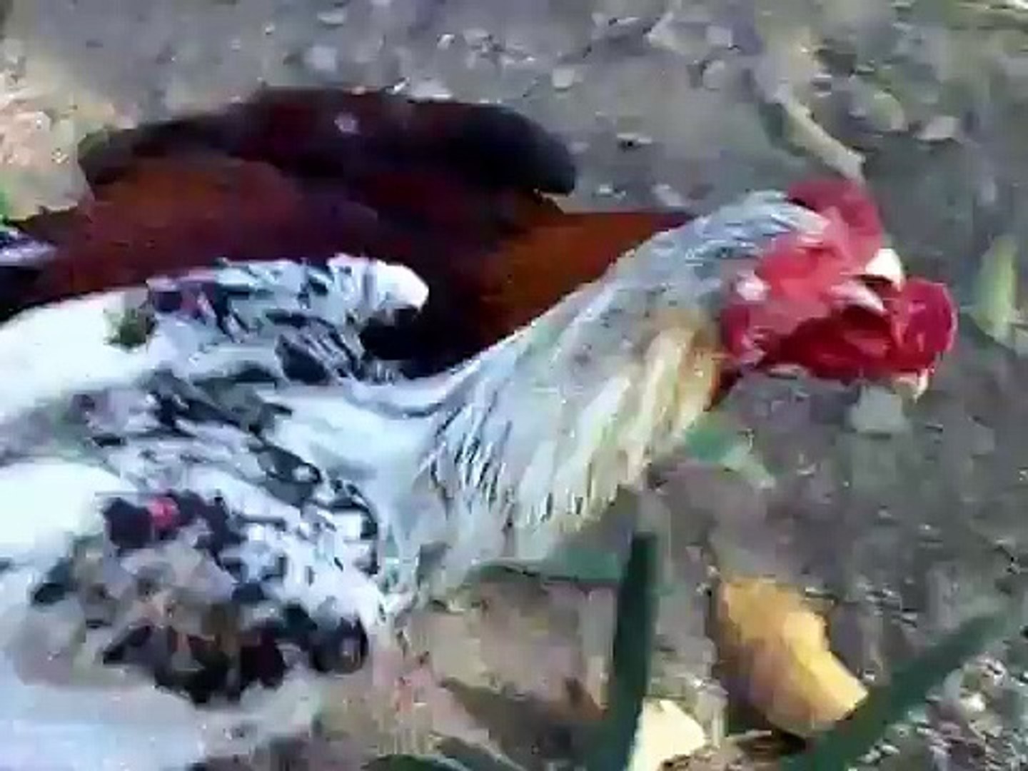 Sabung Ayam Vietnam / Ayam Kampung Ayam Khas Dari Kampung ...