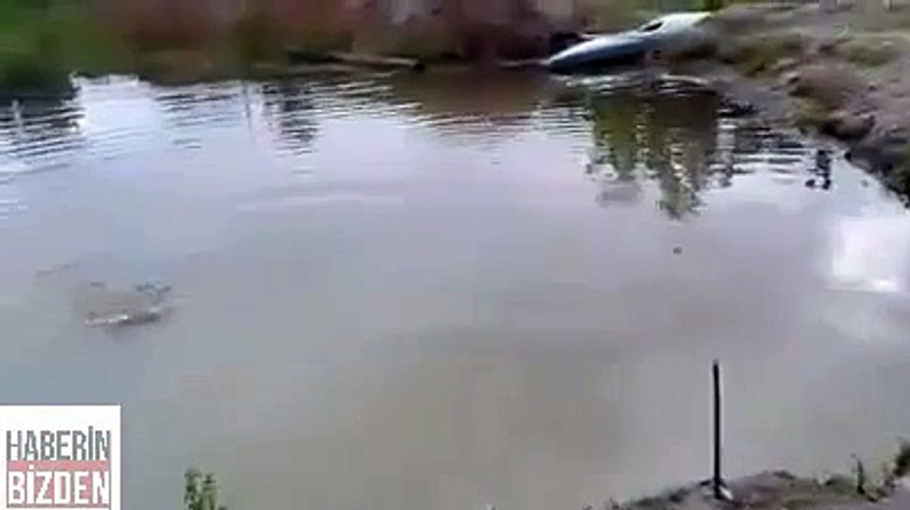 wow, smart dog! loyal friend!