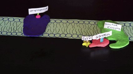 Norepinephrine: Signal Transduction Pathway