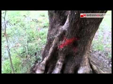 TGSRVgiu25 xylella patto territorio TG 25.06.15 TG 25.06.15