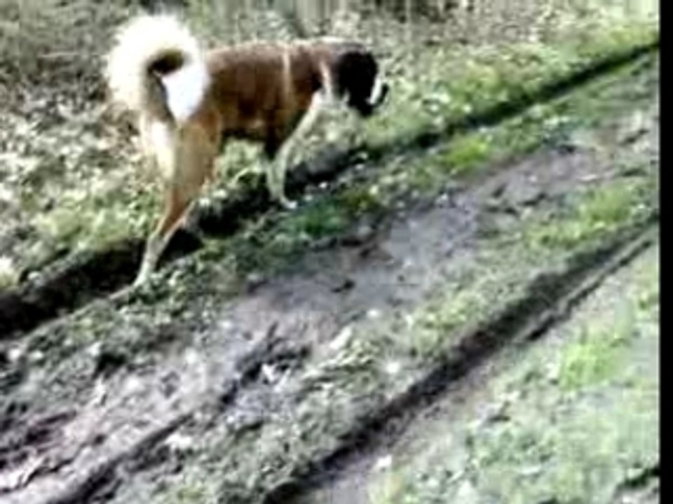 promenade en foret 2