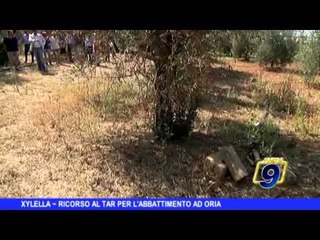 XYLELLA | Ricorso al Tar per l'abbattimento ad Oria