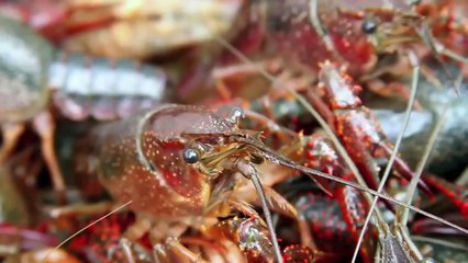 Nikki & Nora - Alternative Teaser for "The N&N Files" (Brooks Version)