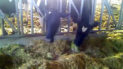 Agritom - Fresh Fodder - Taze Ot Makinası