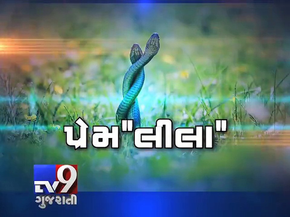 Rarest of Rare : 'Mating snakes' engage in a literal battle of 'sex'- Tv9 Gujarati
