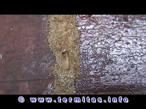 Termitas Subterráneas I (Termites)
